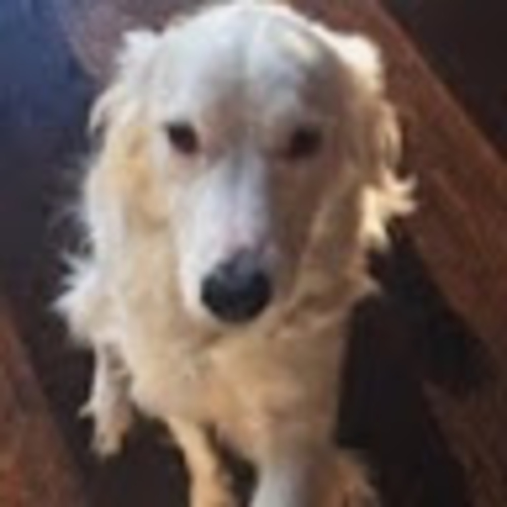 Meet your Posher, Ariana